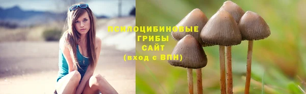 стаф Аркадак